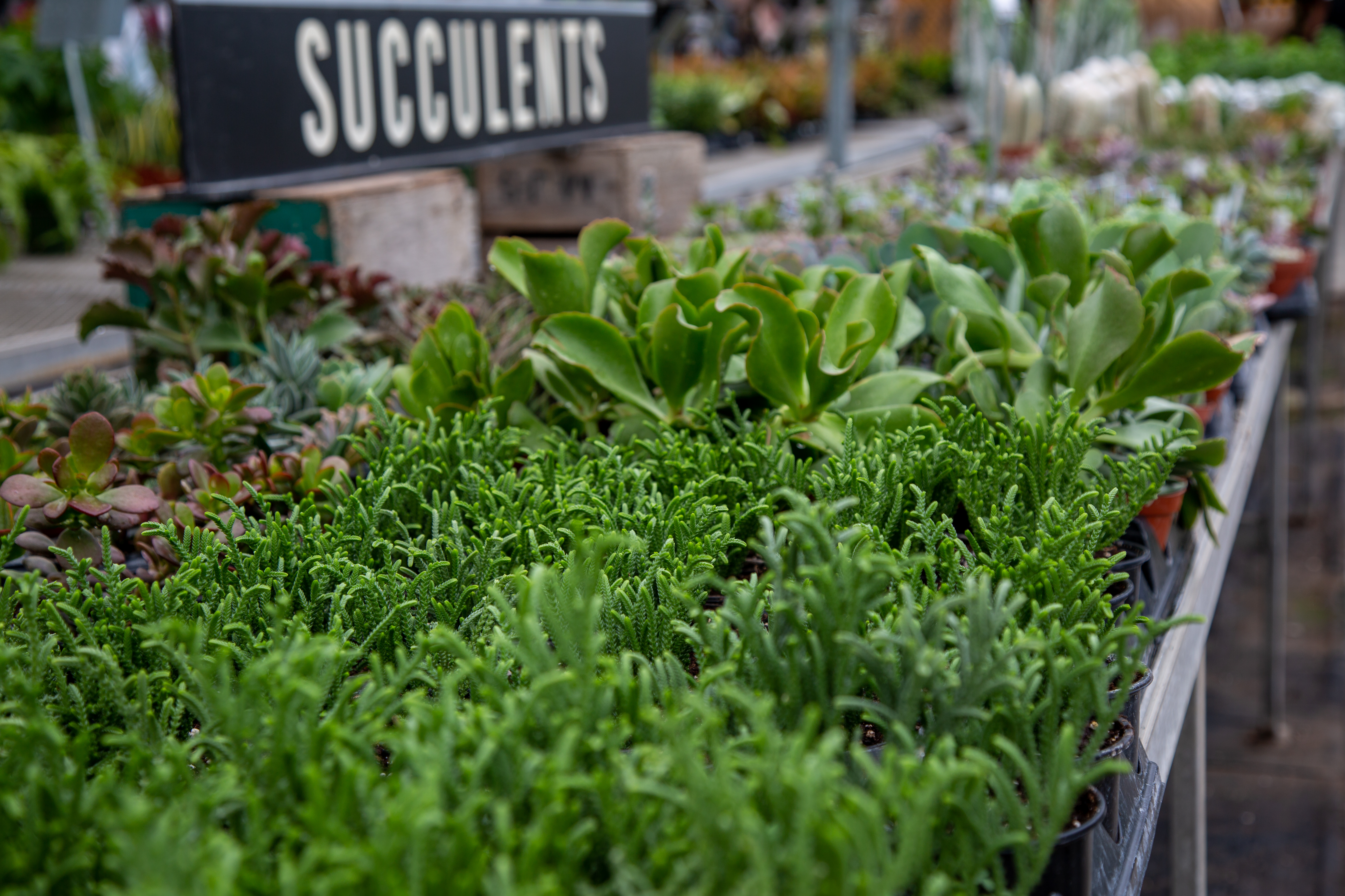 Rows of lush green succulents in planters